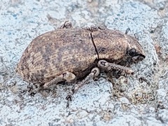 Curculionidae