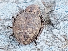 Curculionidae