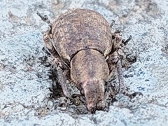 Curculionidae