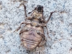 Curculionidae