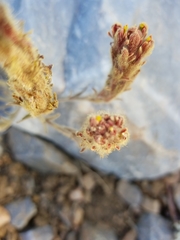 Castilleja cinerea