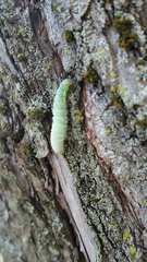 Lepidoptera