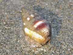 Nassarius jacksonianus