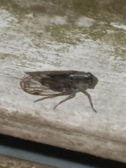 Melanoliarus placitus