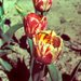 Tulip breaking virus - Photo ThorbenL, sem restrições de direitos de autor conhecidas (domínio público)