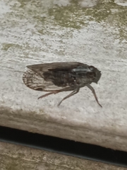 Melanoliarus placitus