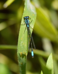 Zoniagrion exclamationis