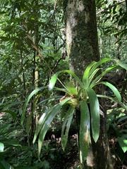Vriesea psittacina