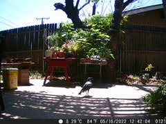 Corvus brachyrhynchos