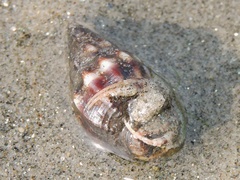 Nassarius jacksonianus