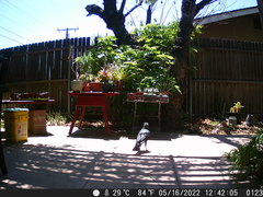 Corvus brachyrhynchos