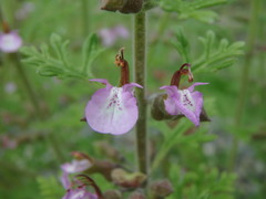 Teucrium botrys