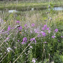 Hesperis matronalis