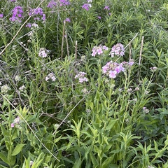 Hesperis matronalis