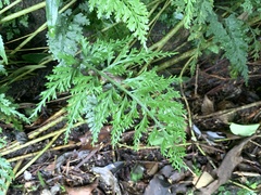 Asplenium ritoense