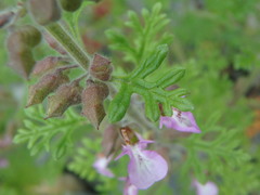 Teucrium botrys