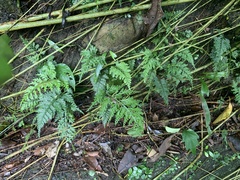Asplenium ritoense
