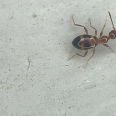 Acanthinus scitulus