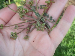 Dasineura rubiformis