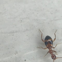 Acanthinus scitulus