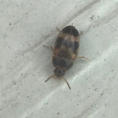 Litargus balteatus