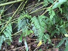 Asplenium ritoense