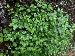 Elatostema microcephalanthum
