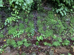 Elatostema microcephalanthum
