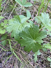 Sidalcea oregana calva