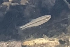 Pimephales notatus