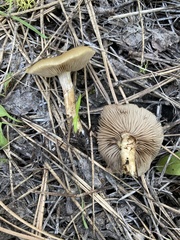 Meottomyces