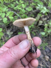 Meottomyces