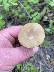 Meottomyces