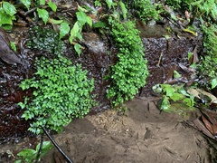 Elatostema microcephalanthum