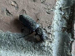 Polycaon