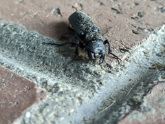 Polycaon
