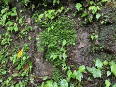 Elatostema microcephalanthum