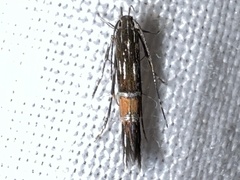 Cosmopterix lespedezae