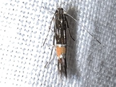 Cosmopterix lespedezae