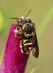 Loyolanthidium