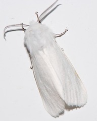 Spilosoma congrua