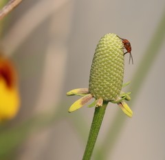 Calocoris