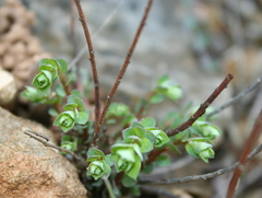 Andrachne telephioides
