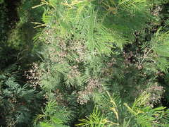 Dasineura rubiformis