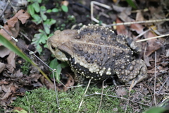 Bufo gargarizans