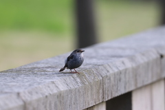 Phoenicurus fuliginosus