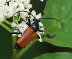 Trigonarthris atrata
