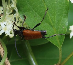 Trigonarthris atrata