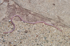 Rena humilis cahuilae