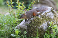 Dremomys pyrrhomerus